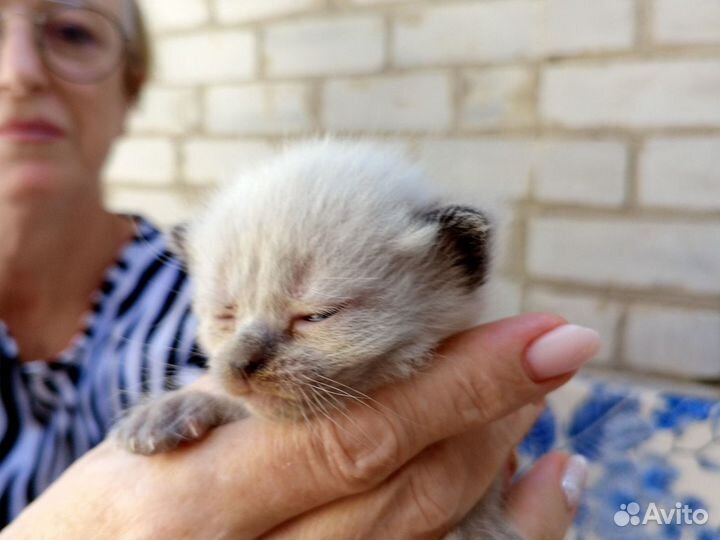 Сиамская кошка, Британские