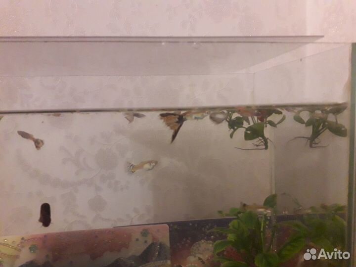 Аквариум с рыбками гуппи