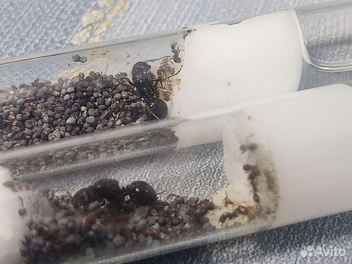 Муравьи жнецы (Messor Structor)