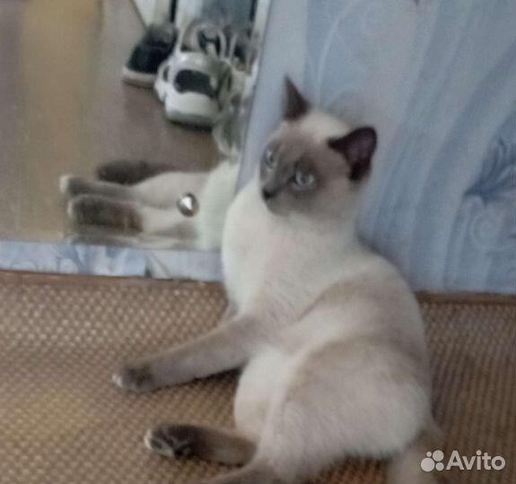 Тайский кот