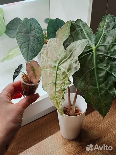 Вариегатная Алоказия Полли минт