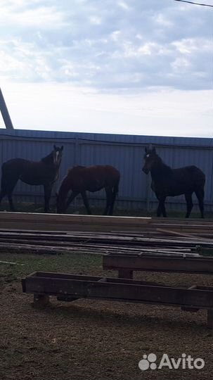 Лошади на откорме