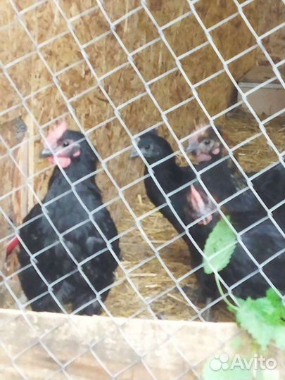 Молодые петушки