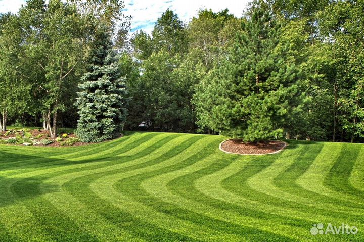 Рулонный газон с укладкой