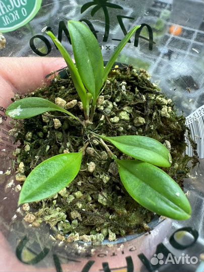 Орхидея Pleurothallis