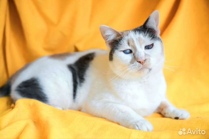 Жасмин нежнейшая