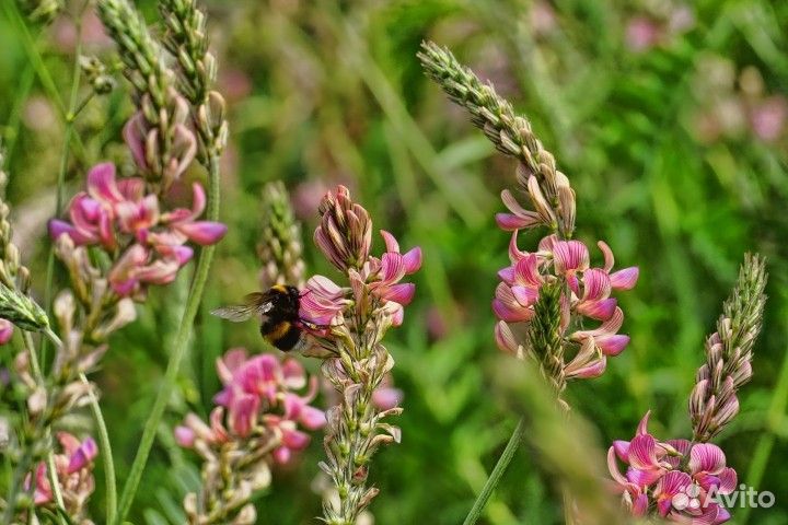 Эспарцет. Семена эспарцета