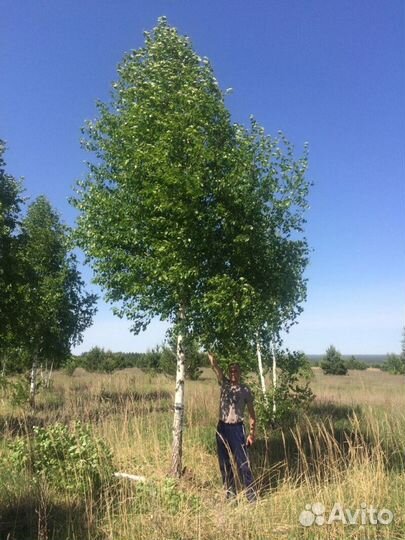 Береза пушистая Высота от 300см