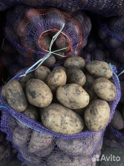 Картофель всех сортов