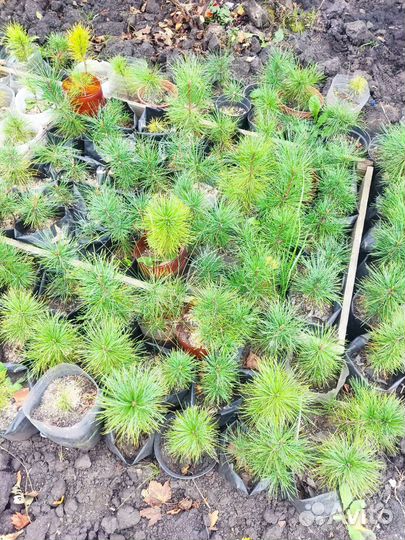 Саженцы кедра