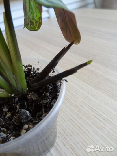 Ктенанта бурле-макс