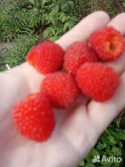 Тибетская малина. Саженцы