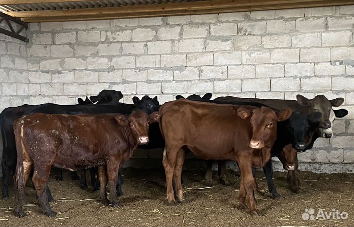 Продаются телки