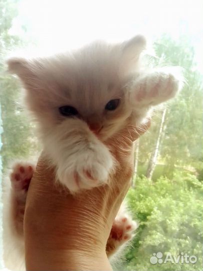 Котята лесная норвежская