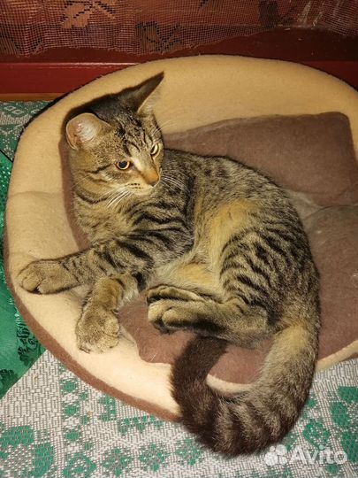 Три очаровательных котенка