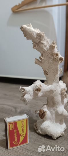 Морской коралл