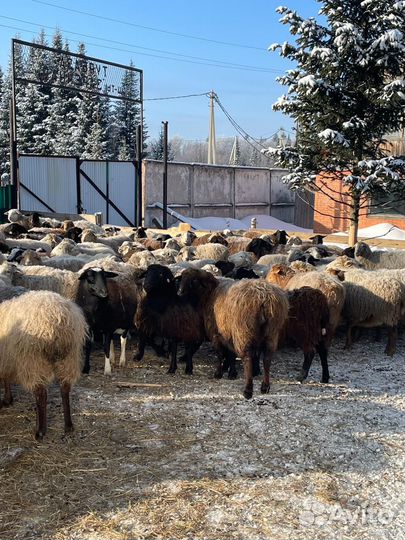 Ягнята, овцы, бараны