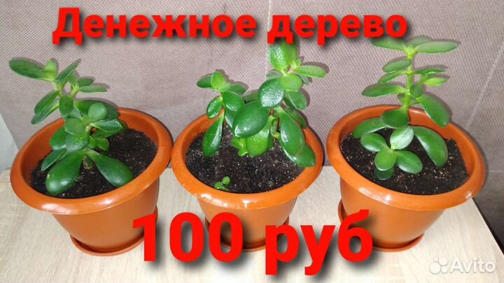 Денежное дерево