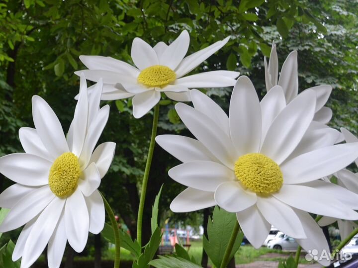 Ростовые цветы из изолона