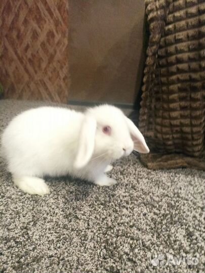 Декоративные кролики