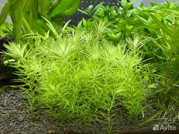 Аквариумные растения разные