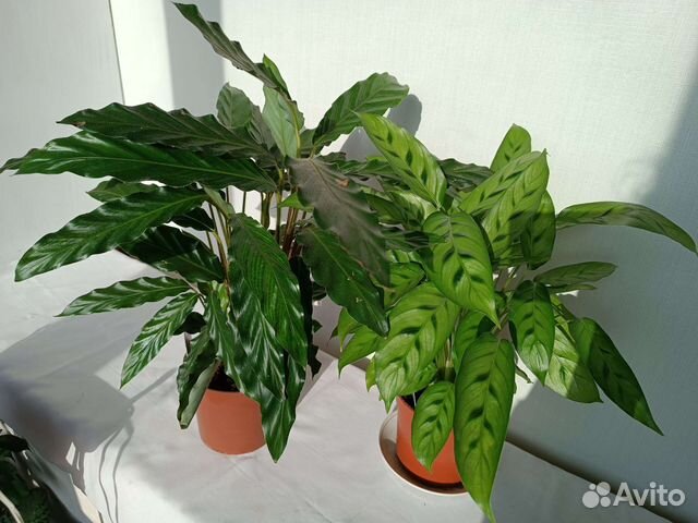 Аглаонема Сэлмон Фентези