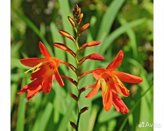 Крокосмия Voyager