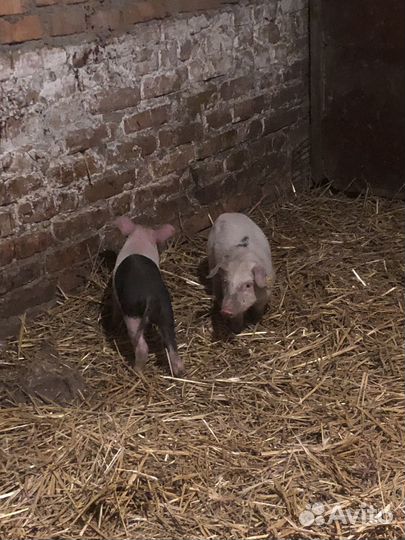 Поросята