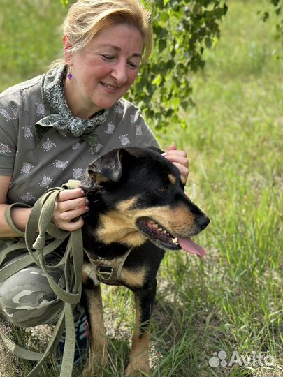 Милейший пёсик оказался в приюте