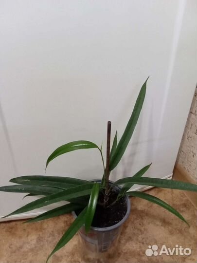 Комнатные растения цветы. Фикус Али