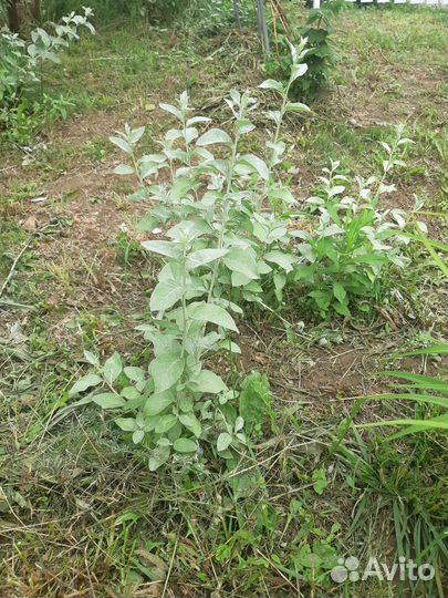 Лох серебристый