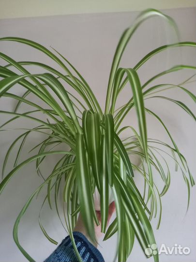 Хлорофитум