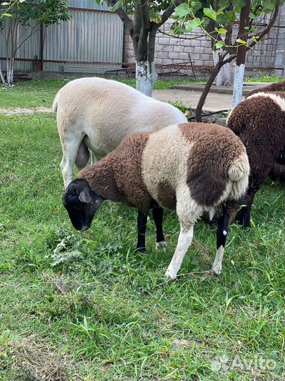 Бараны дорпер