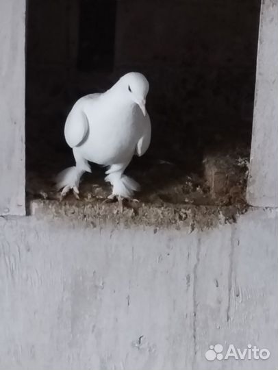 Голуби Пермские, Якобинцы, Чернохвостые бакинцы