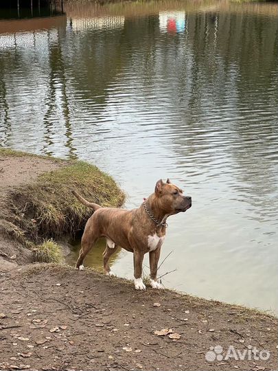 Вязка американский стаффордширский терьер