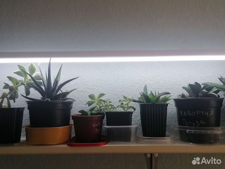 Суккуленты