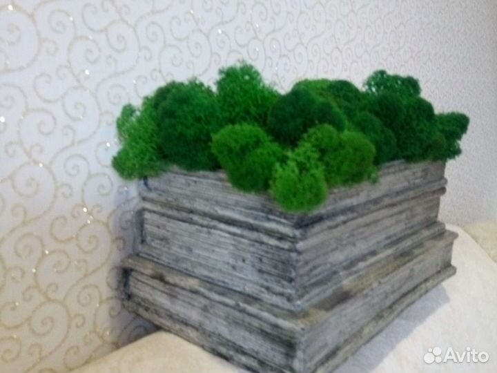 Мох в кашпо для интерьера (декор)