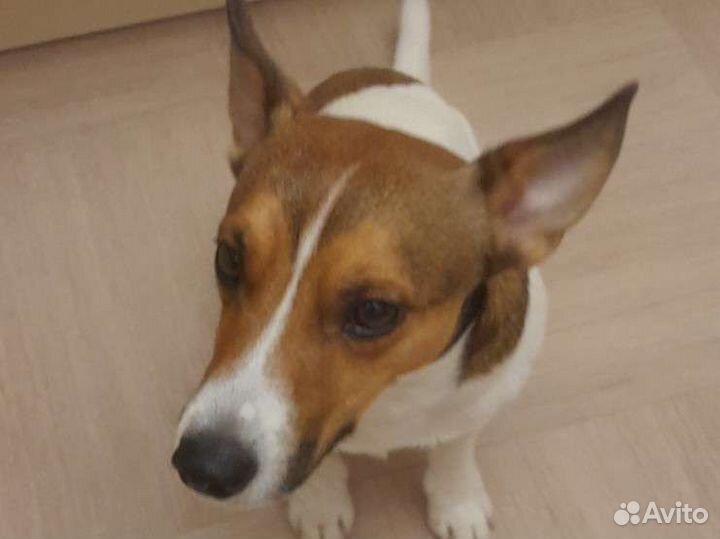 Собака мальчик вязка