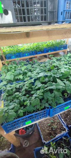 Саженцы ежевики