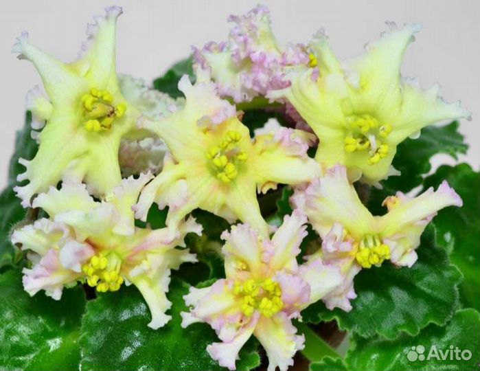 Сортовые фиалки