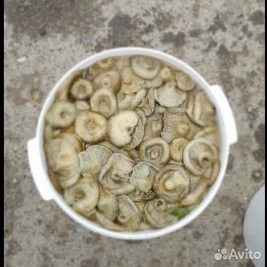 Грибы грузди соленые