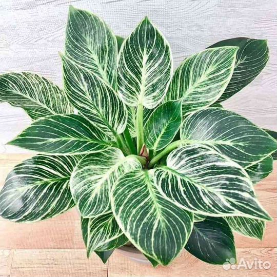 Филодендрон биркин вайт