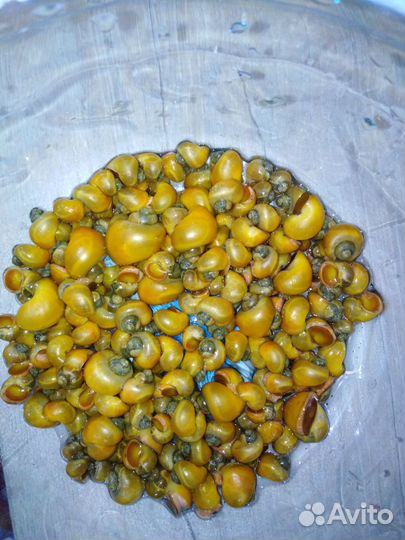 Аквариумные рыбки