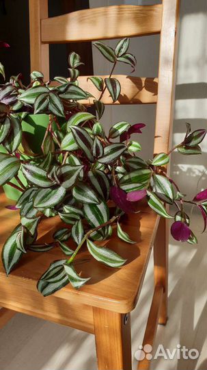 Традесканция зебрина