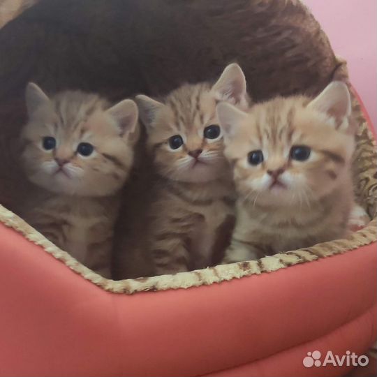 Клубные шотландские котята