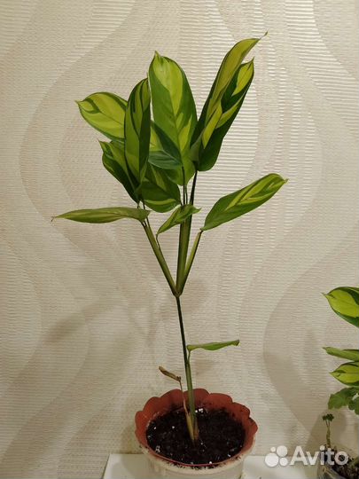 Ктенанта лубберса