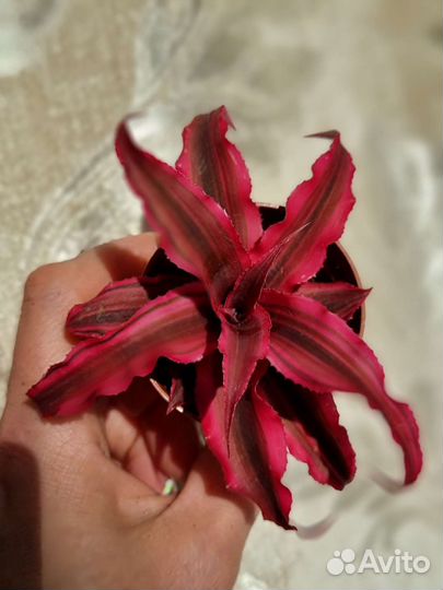 Алоэ, гастералоэ, хавортия