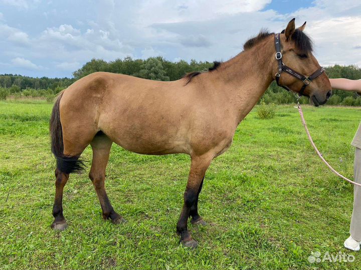 Башкирская кобыла