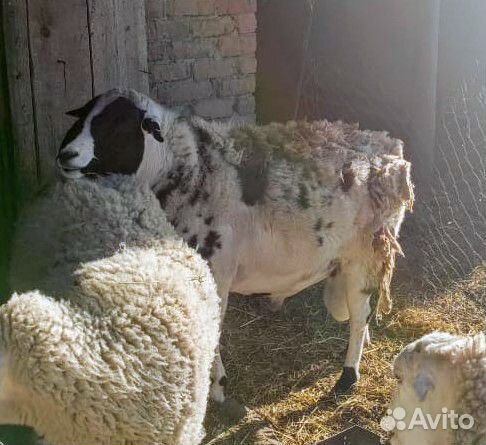 Дорпер баран