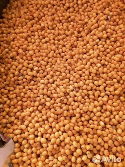 Облепиха саженцы, свежие ягоды